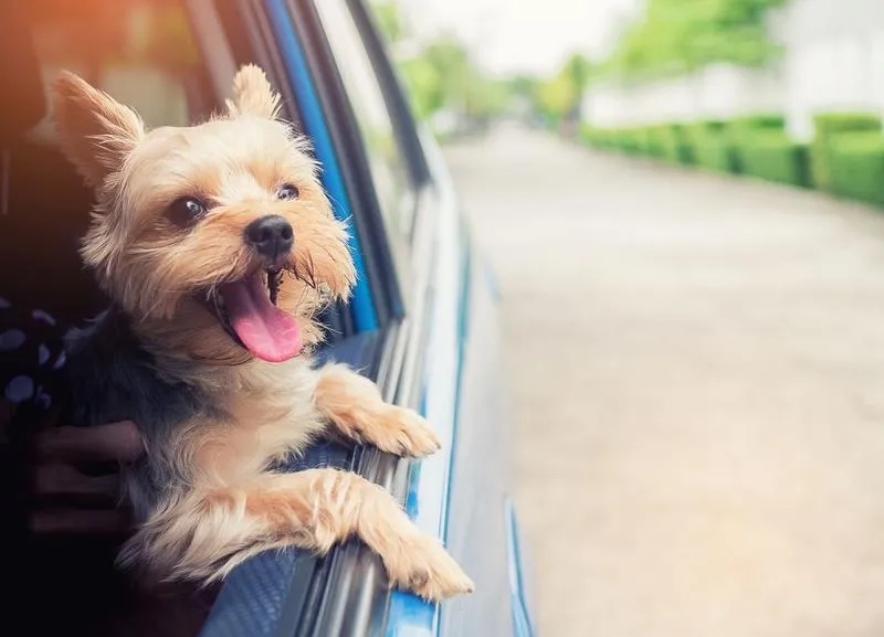 Niecodzienna podróż: pies, który odkrył świat na kolejowych torach