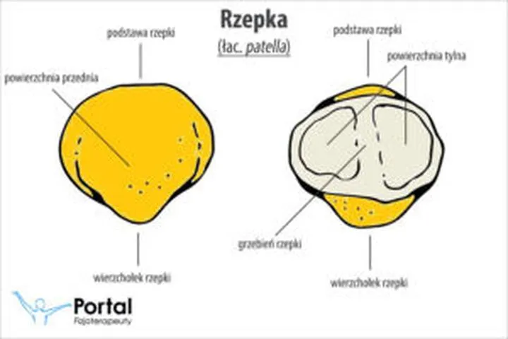Poezja dziecięca o rzepce
