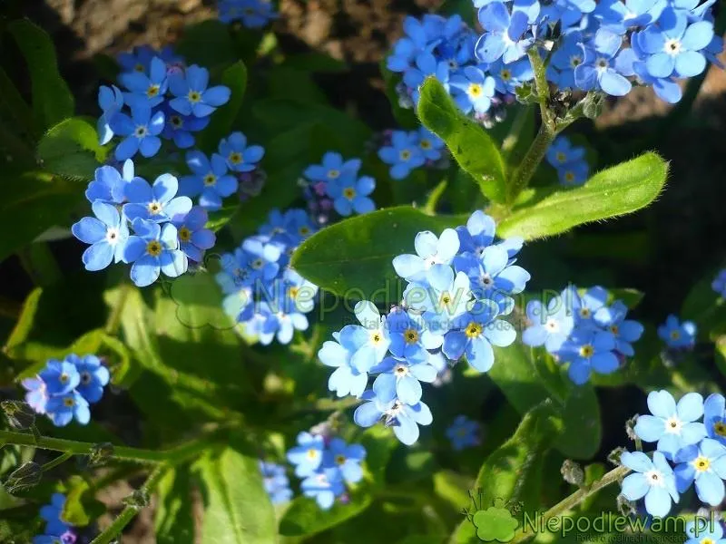 Wiersze o niezapominajkach