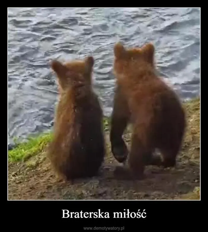 Więź z przyrodnim bratem